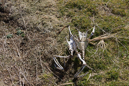 AntL_2012-1017